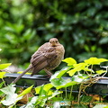 Even the birds come to enjoy the Archives Nationales gardens